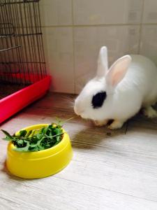 Cyril - my future rabbit.